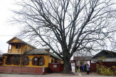 Рязанский дуб претендует на звание дерева года в России
